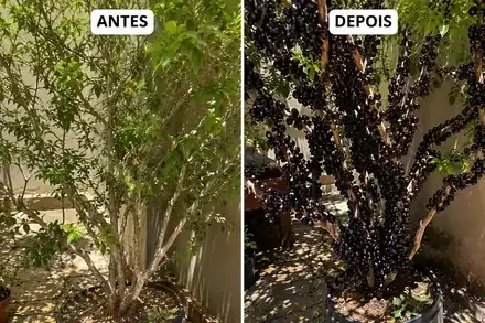 Jabuticabeira antes e depois do tratamento Cota Bio — de árvore só com folhas para árvore carregada de frutos