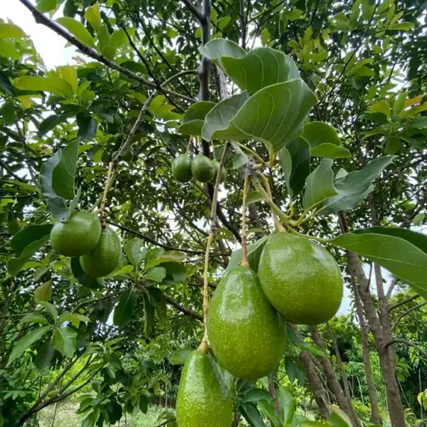 Abacateiro com galhos cheios de abacates