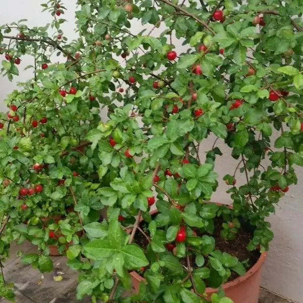 Aceroleira em vaso cheia de frutos vermelhos