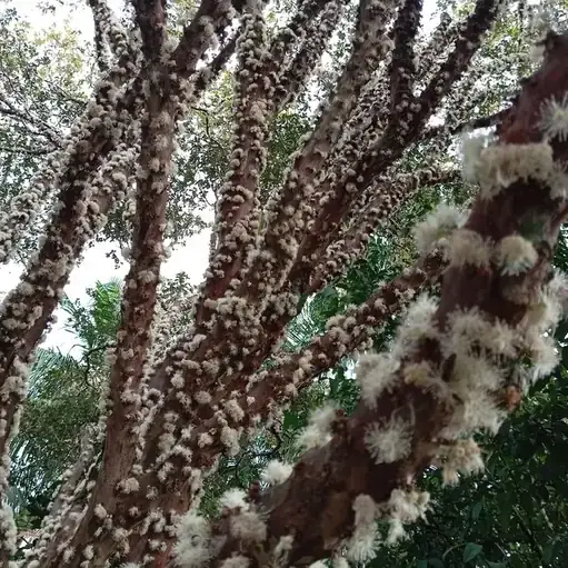 Foto enviada por cliente — jabuticabeira coberta de flores