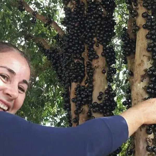 Cliente ao lado da jabuticabeira com o tronco coberto de frutos