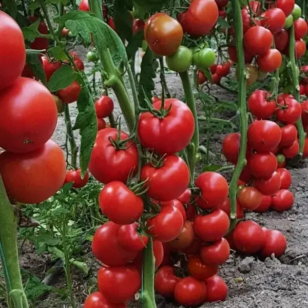 Pés de tomate carregados de frutos vermelhos