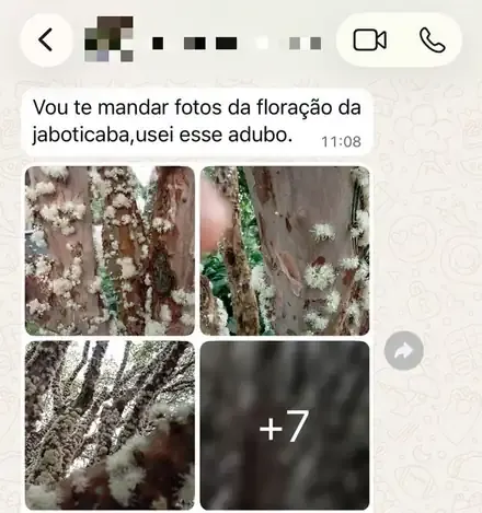 Conversa de WhatsApp com cliente de Santa Catarina enviando fotos da jabuticabeira coberta de flores após usar o kit Cota Bio