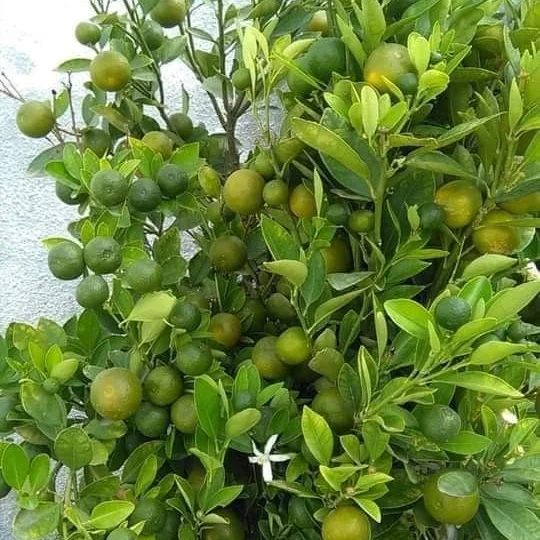 Pé de limão em vaso carregado de frutos, foto enviada por cliente